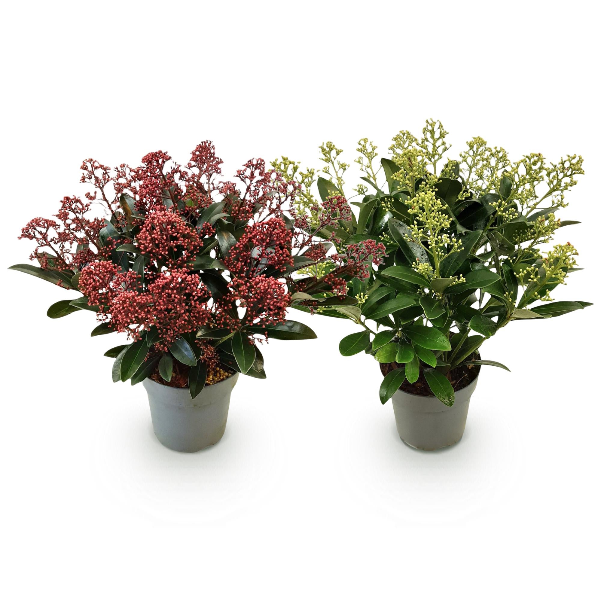 Skimmia japonica Duo - Bloem Wit & Rood - 15+ Bloemen - 2 Planten - Winterhard - Pot 15cm Hoogte 30cm