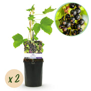 Green boutiQ - Pianta da frutto - Ribes nero - Ribes nigrum Titania - Ribes nero - 2 piante - Vaso 11cm Altezza 40cm