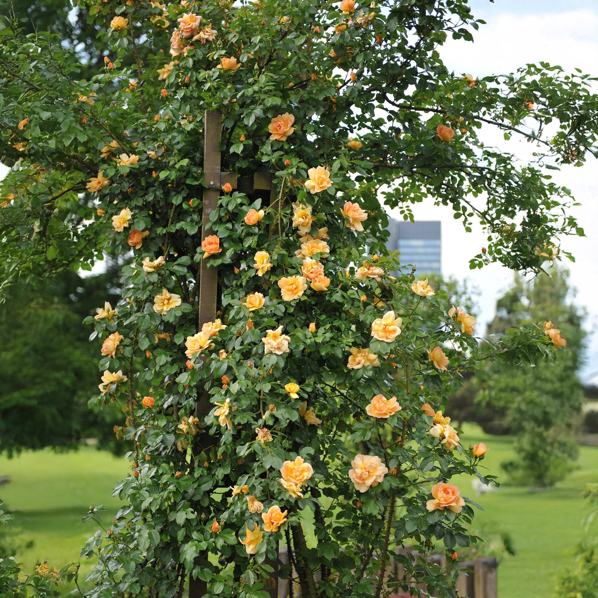 Green boutiQ - Kletterrose - Rosa Orange Climber - Blüte Orange - Pflegeleicht - 2 Pflanzen - Topf 11cm Höhe 40cm
