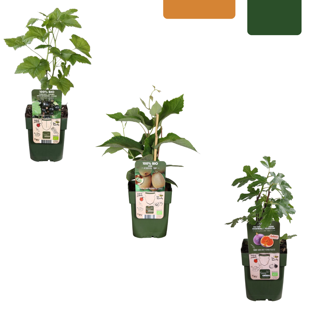 « Trio de douces récoltes » Mélange de 3 plants de fruits biologiques de variétés différentes