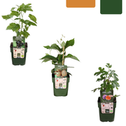 « Trio de douces récoltes » Mélange de 3 plants de fruits biologiques de variétés différentes
