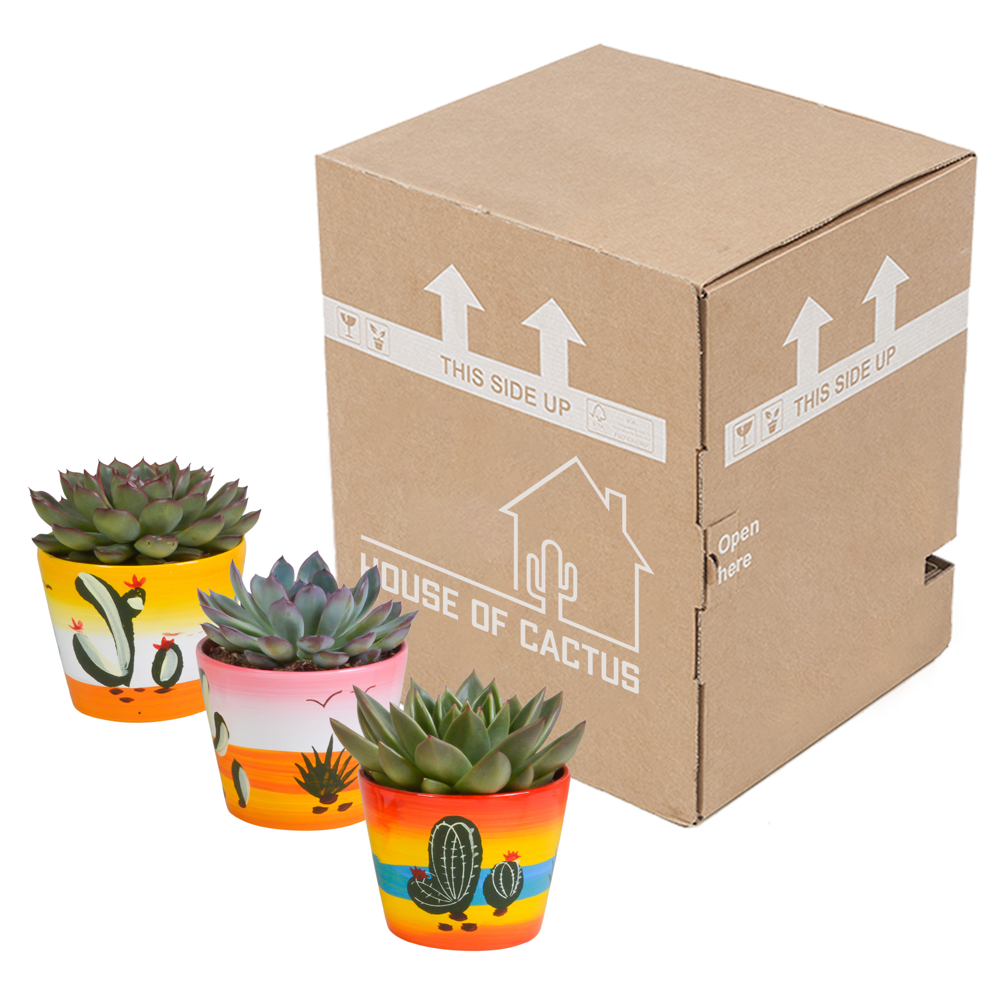 Echeveria mix 10.5 cm - 3x - in Mexicaanse pot