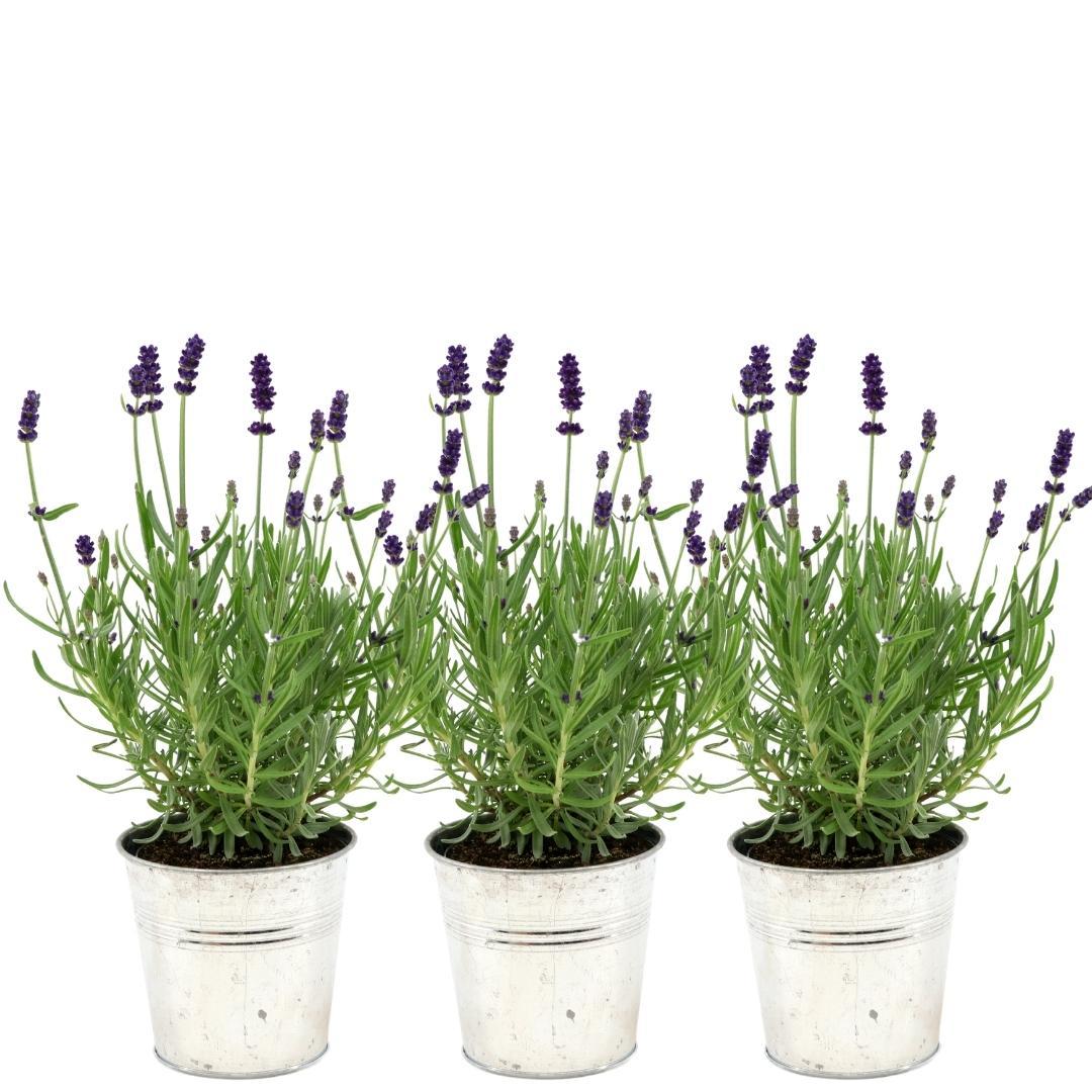 Lavandula angustifolia Felice®  in 'Old Look' sierpot - 13 cm pot - set van 3 echte Lavendels in Sierpot