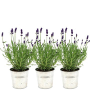 Lavandula angustifolia Felice®  in 'Old Look' sierpot - 13 cm pot - set van 3 echte Lavendels in Sierpot