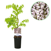 Green boutiQ – Wisteria floribunda Rosea – Rosa Blüte – 1 Pflanze – Topf 11 cm, Höhe 40 cm