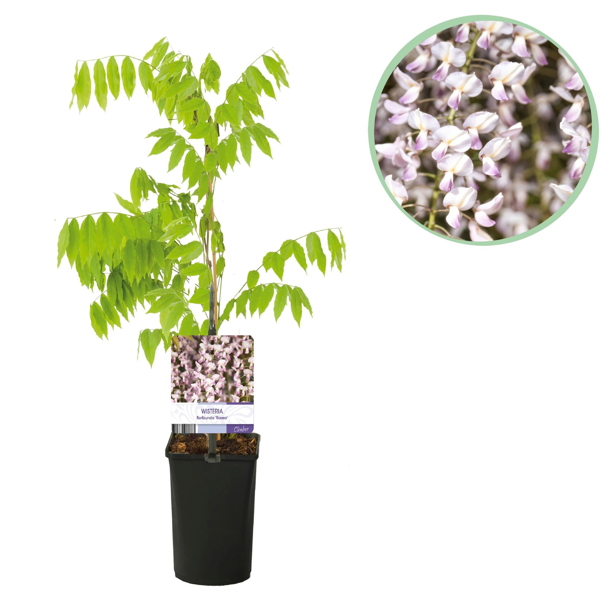Green boutiQ – Wisteria floribunda Rosea – Rosa Blüte – 1 Pflanze – Topf 11 cm, Höhe 40 cm