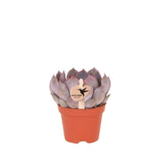 Kolibri Greens | Vetplant Echeveria Summer - Ø6cm