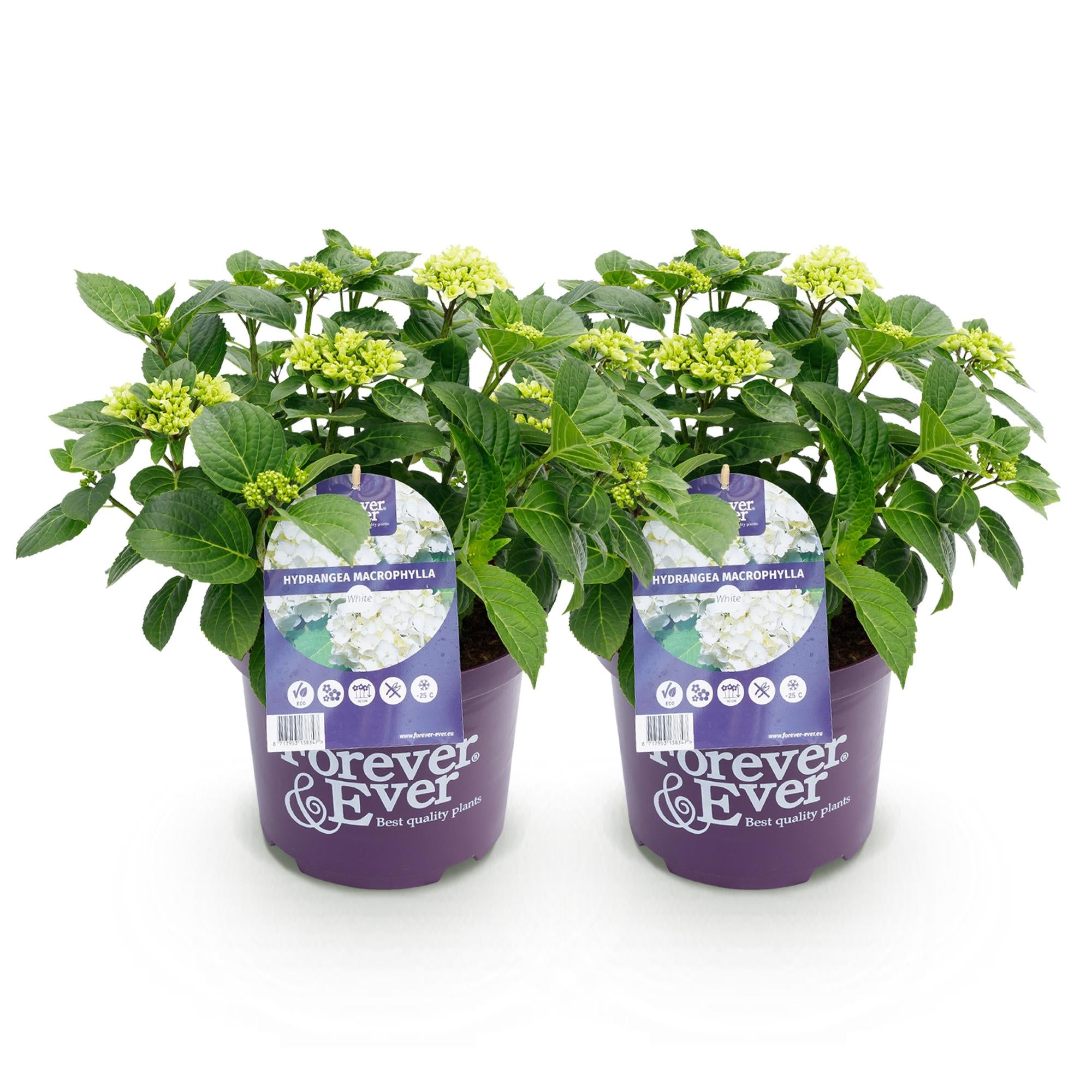 Green boutiQ - Pianta da patio - Ortensia - Hydrangea Forever & Ever - Bianca - 7-12 fiori - 2 piante - Vaso 23 cm Altezza 55 cm