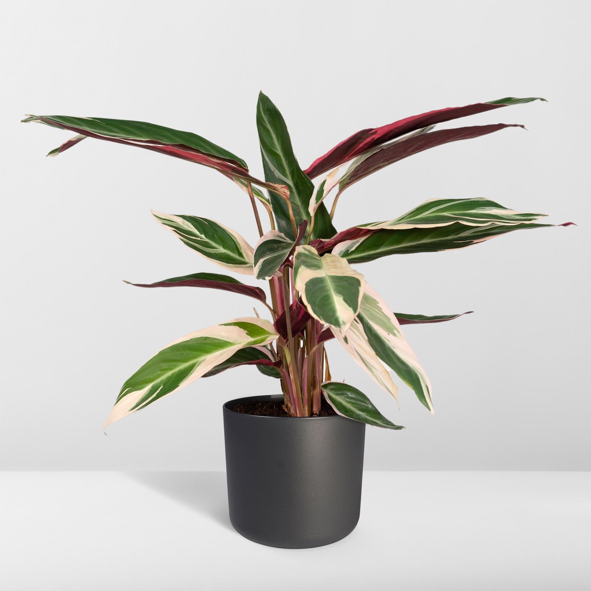 Calathea Triostar – Pfauenblume – Ø 19 cm – ↕ 70 cm