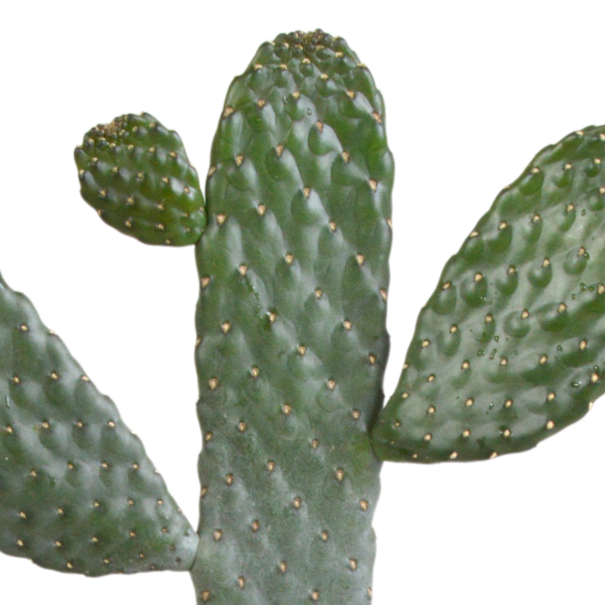 Opuntia consulea - 17cm - without pot