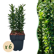Euonymus japonica Green Spire -  blad groen - 6 planten - 1 strekkende meter - groenblijvend - pot 17cm hoogte 40cm