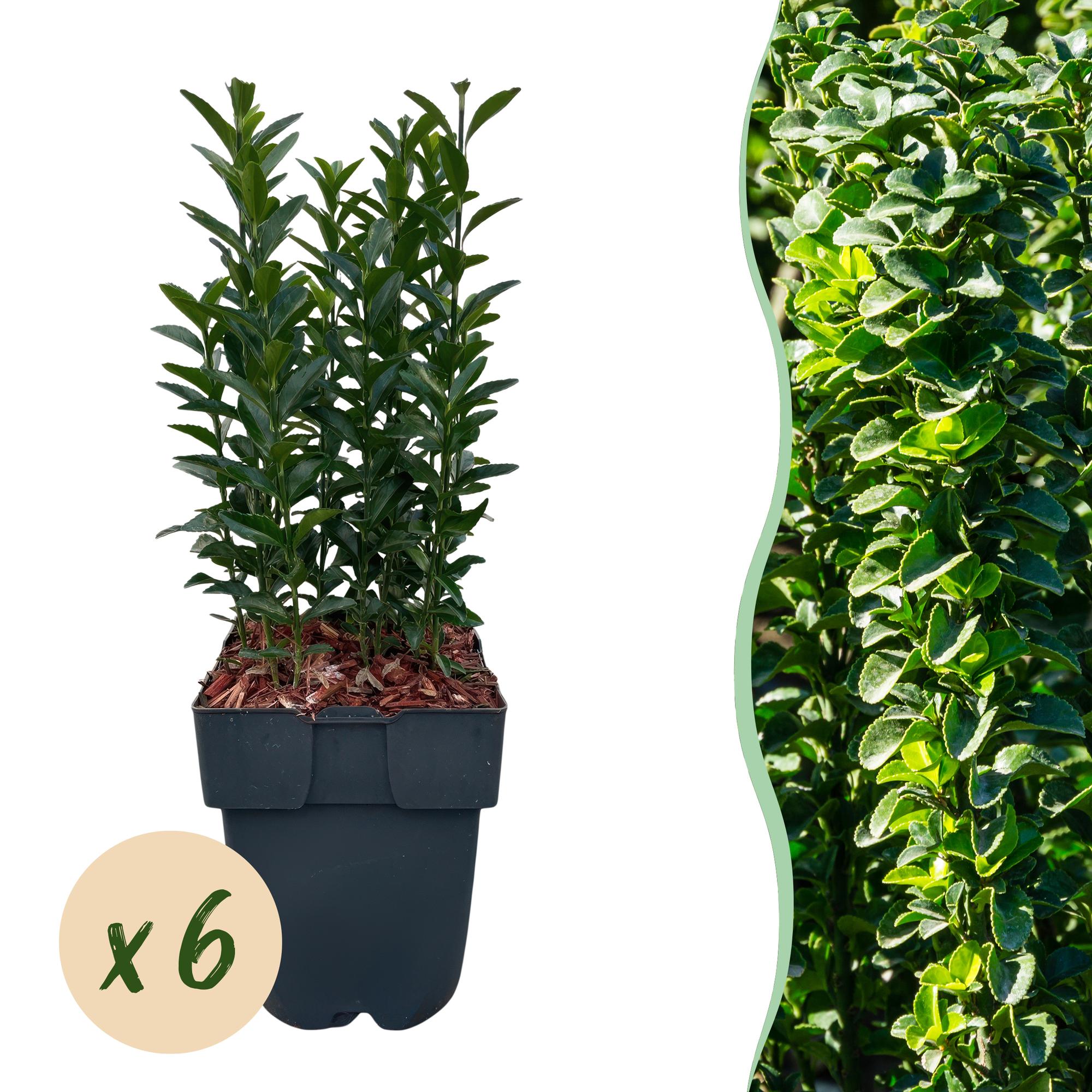 Euonymus japonica Green Spire -  blad groen - 6 planten - 1 strekkende meter - groenblijvend - pot 17cm hoogte 40cm