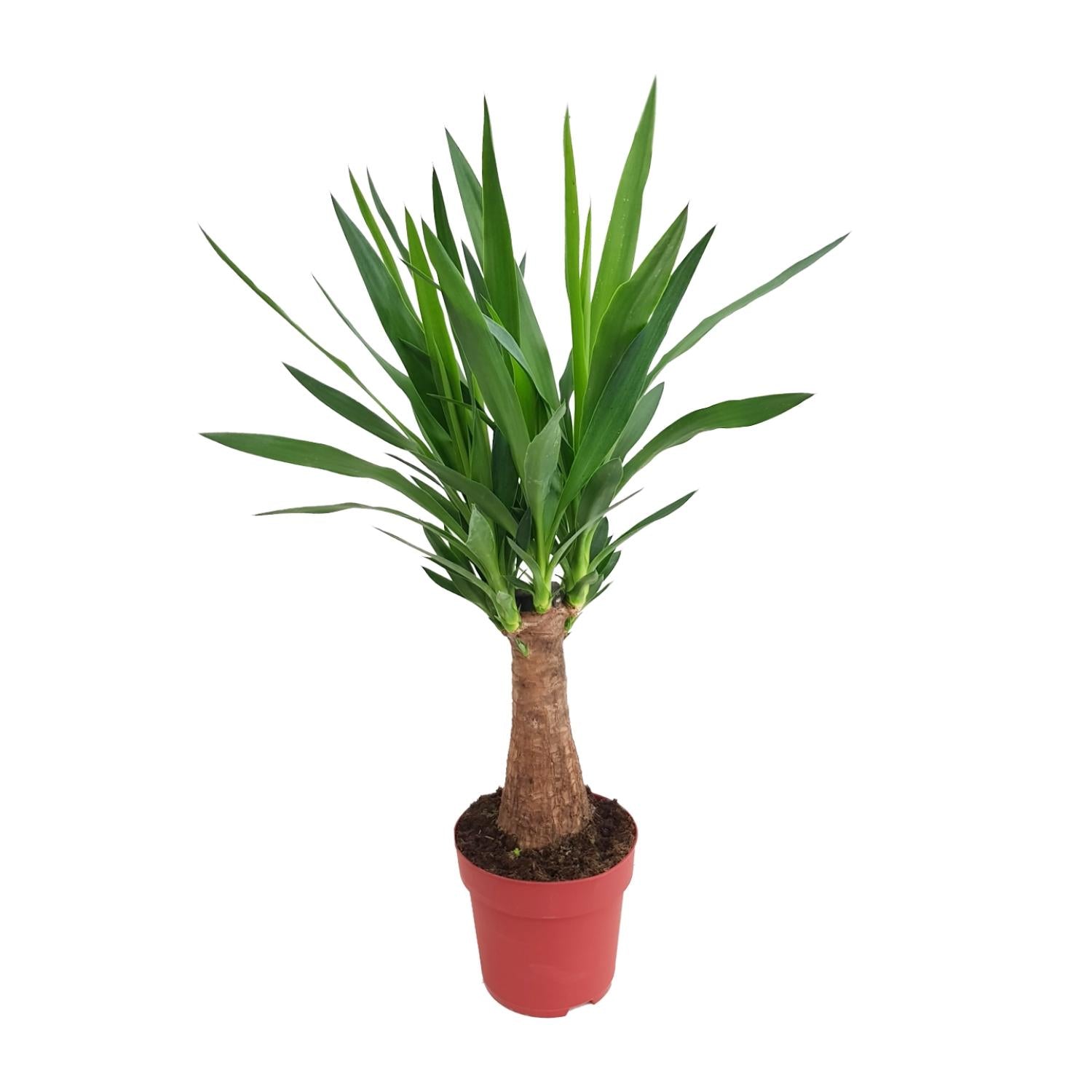 Yucca "Maya Tree" 30 stem P19 - Ø19cm - ↕80cm