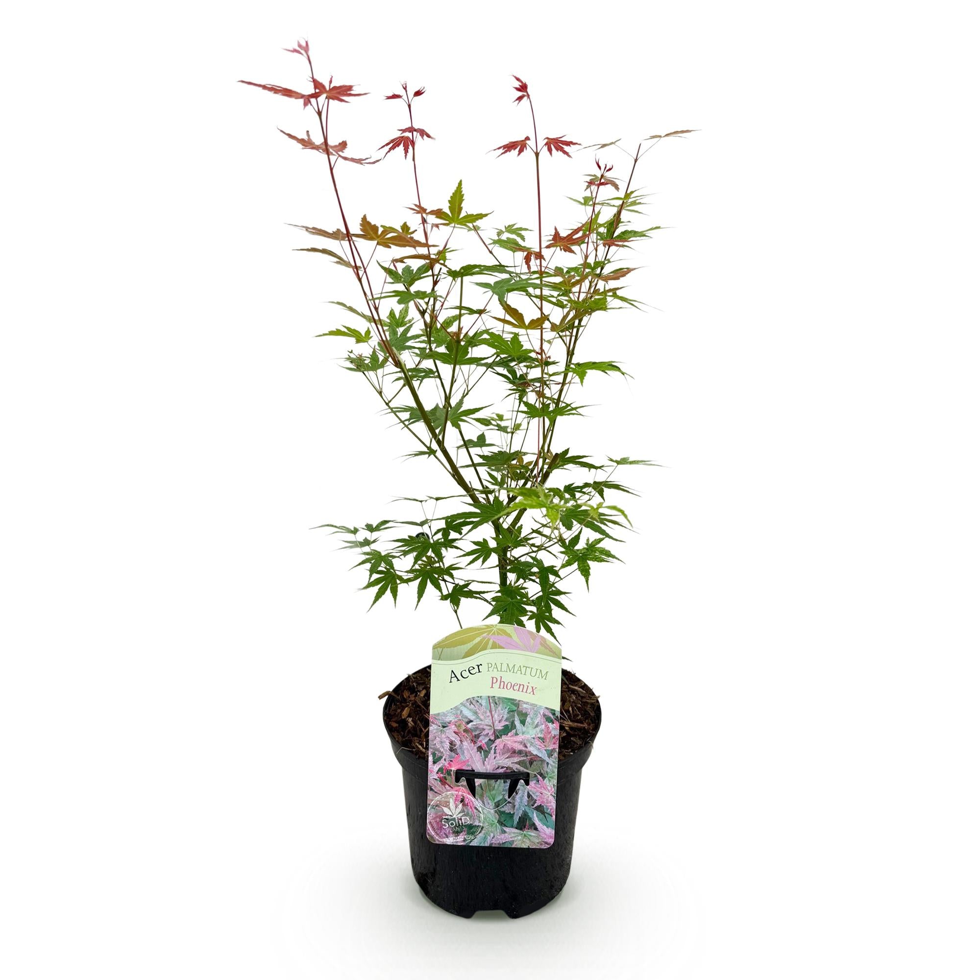 Green boutiQ - Pianta da patio - Acero giapponese - Acer palmatum Phoenix - Rosa - 1 pianta - Decidua - Vaso 19 cm Altezza 70 cm