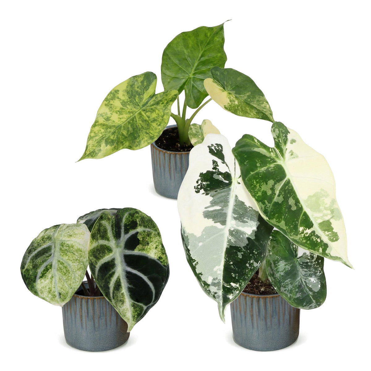 Baby Alocasia Tricolour Variegata 3x - Groen - Zwart - Variegata - Tropisch - incl. Linnea Misty Blue - Ø6cm - ↕5-15cm