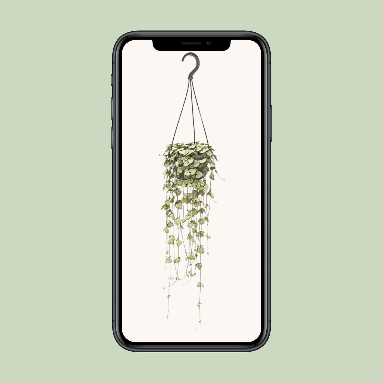 Ceropegia Woodii Colgante - Ø14cm - ↕50cm