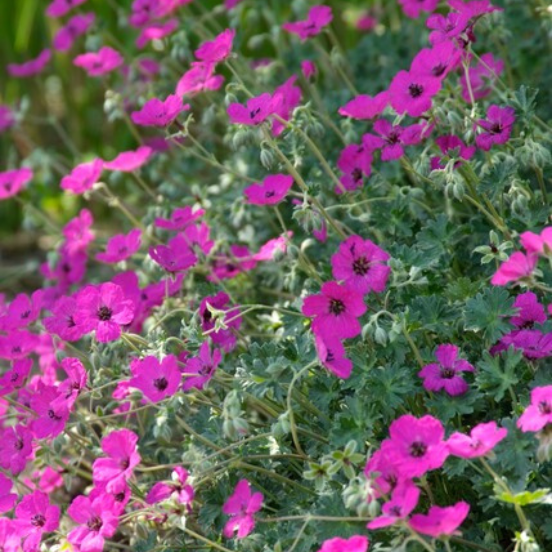 6x Geranium sang. 'Max Frei' - ↕10-25cm - Ø9cm