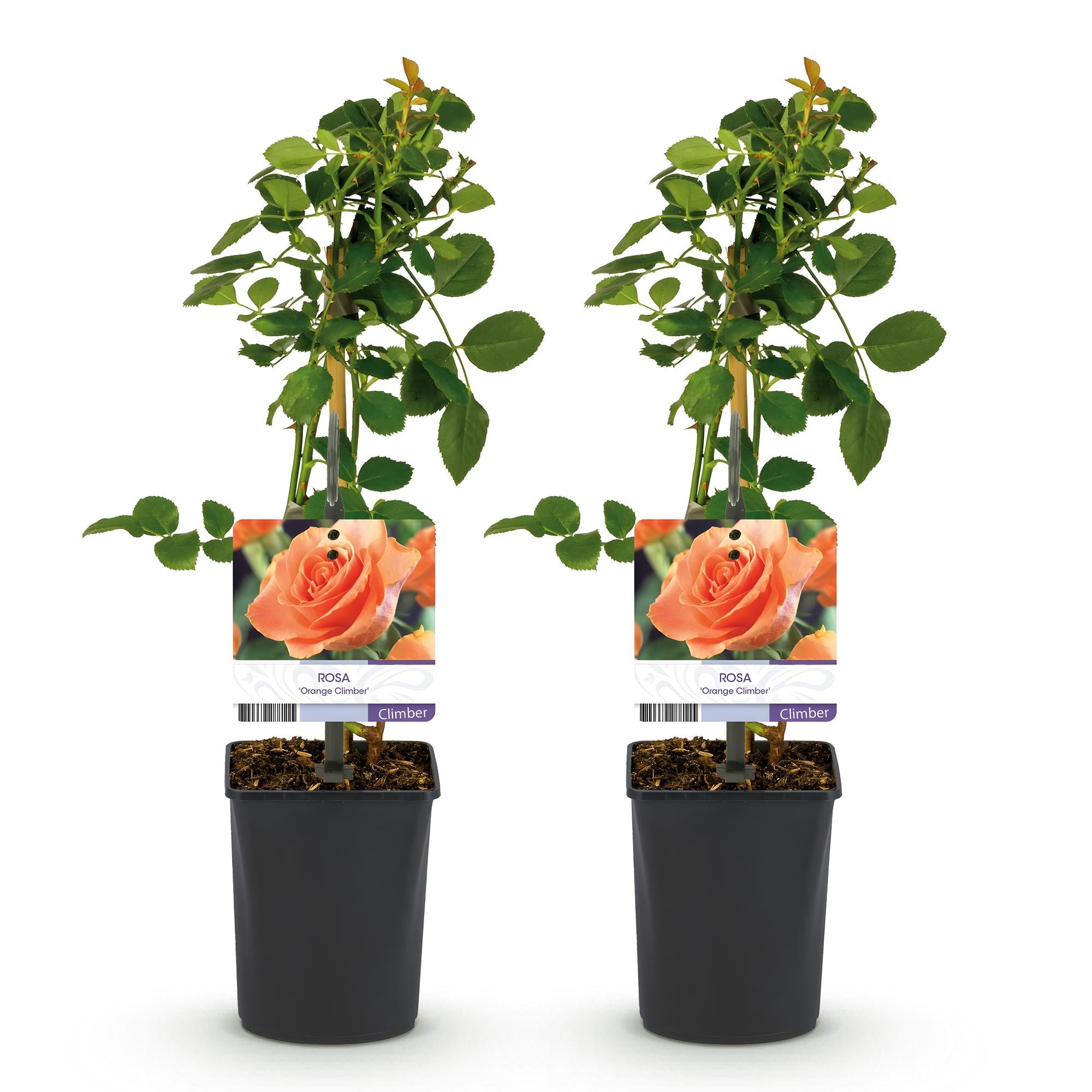 Green boutiQ - Kletterrose - Rosa Orange Climber - Blüte Orange - Pflegeleicht - 2 Pflanzen - Topf 11cm Höhe 40cm