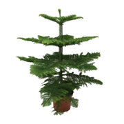 Araucaria Heterophylla - Ø21cm - ↕70cm