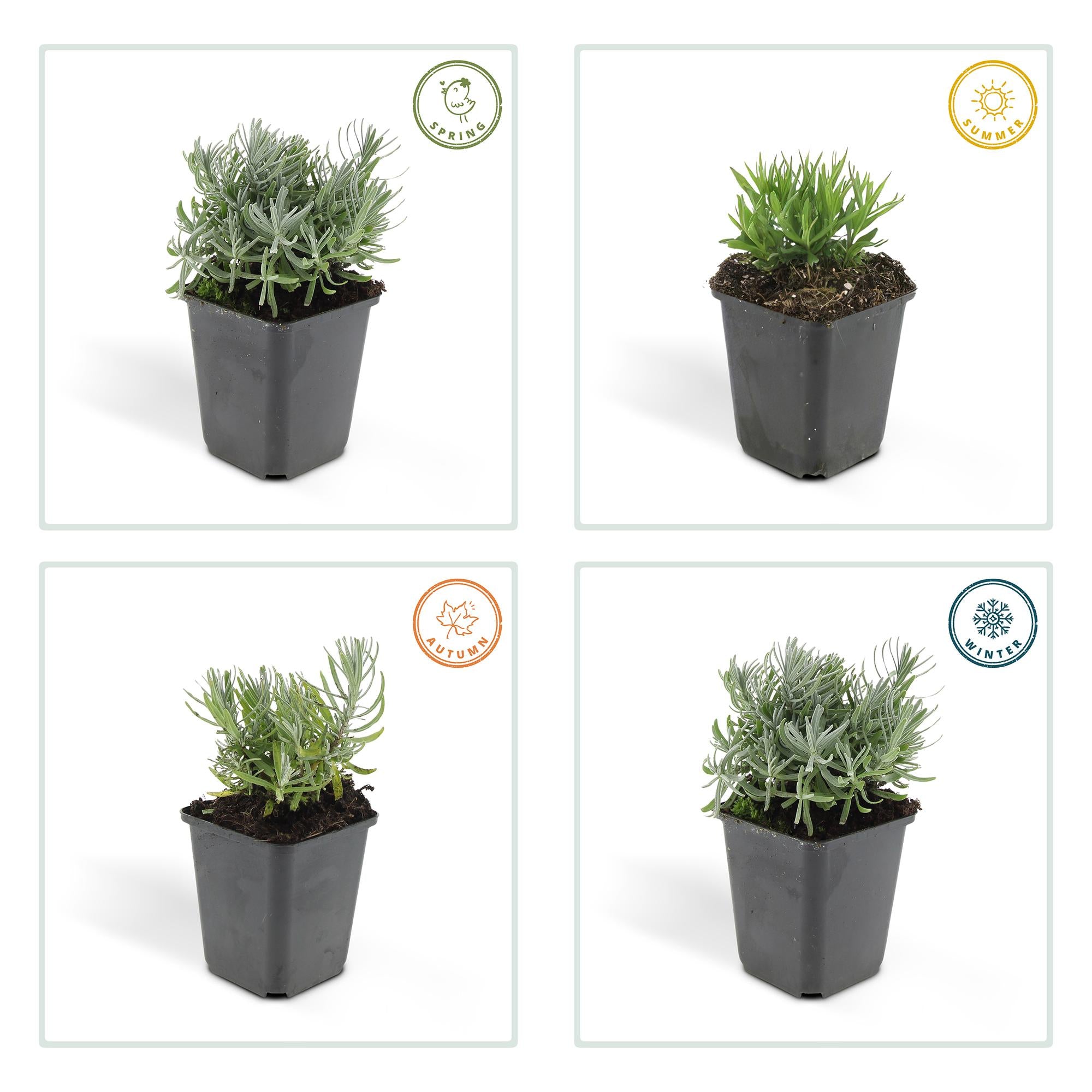6x Lavandula 'Hidcote' - ↕10-25cm - Ø9cm