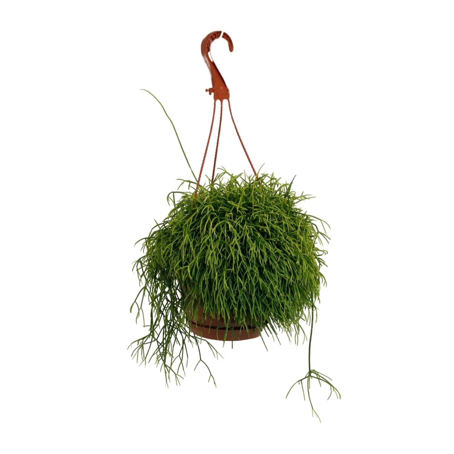 Rhipsalis Cassutha – Ø17cm – ↕45cm