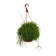 Rhipsalis Cassutha – Ø17cm – ↕45cm