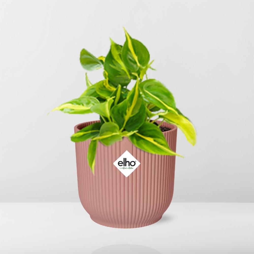 Philodendron Scandens 'Brasil' in ELHO Vibes Fold 14cm rosa