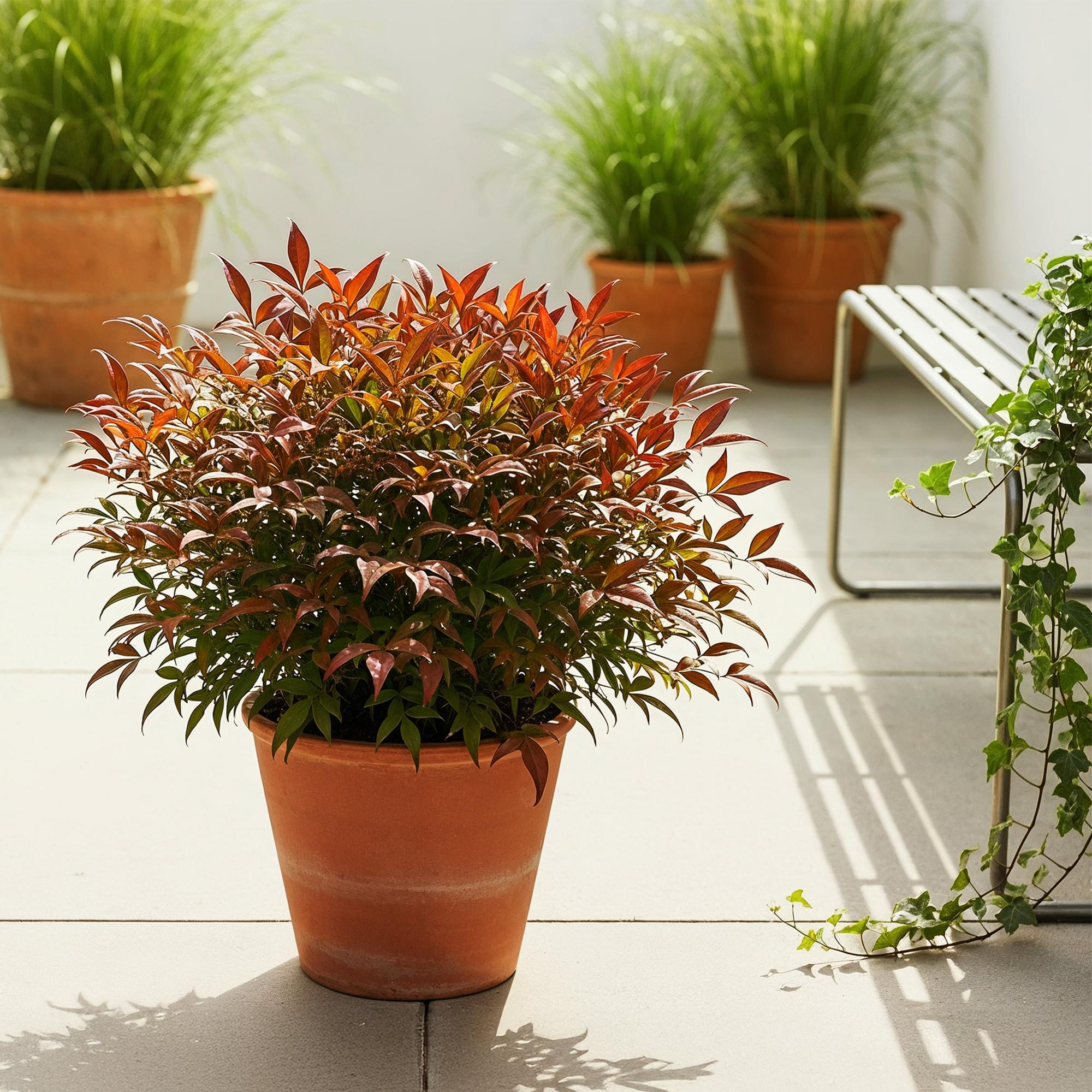 Nandina Gulfstream - Oranje - 2 Planten - Groenblijvend - Weinig Onderhoud - Pot 17cm Hoogte 45cm