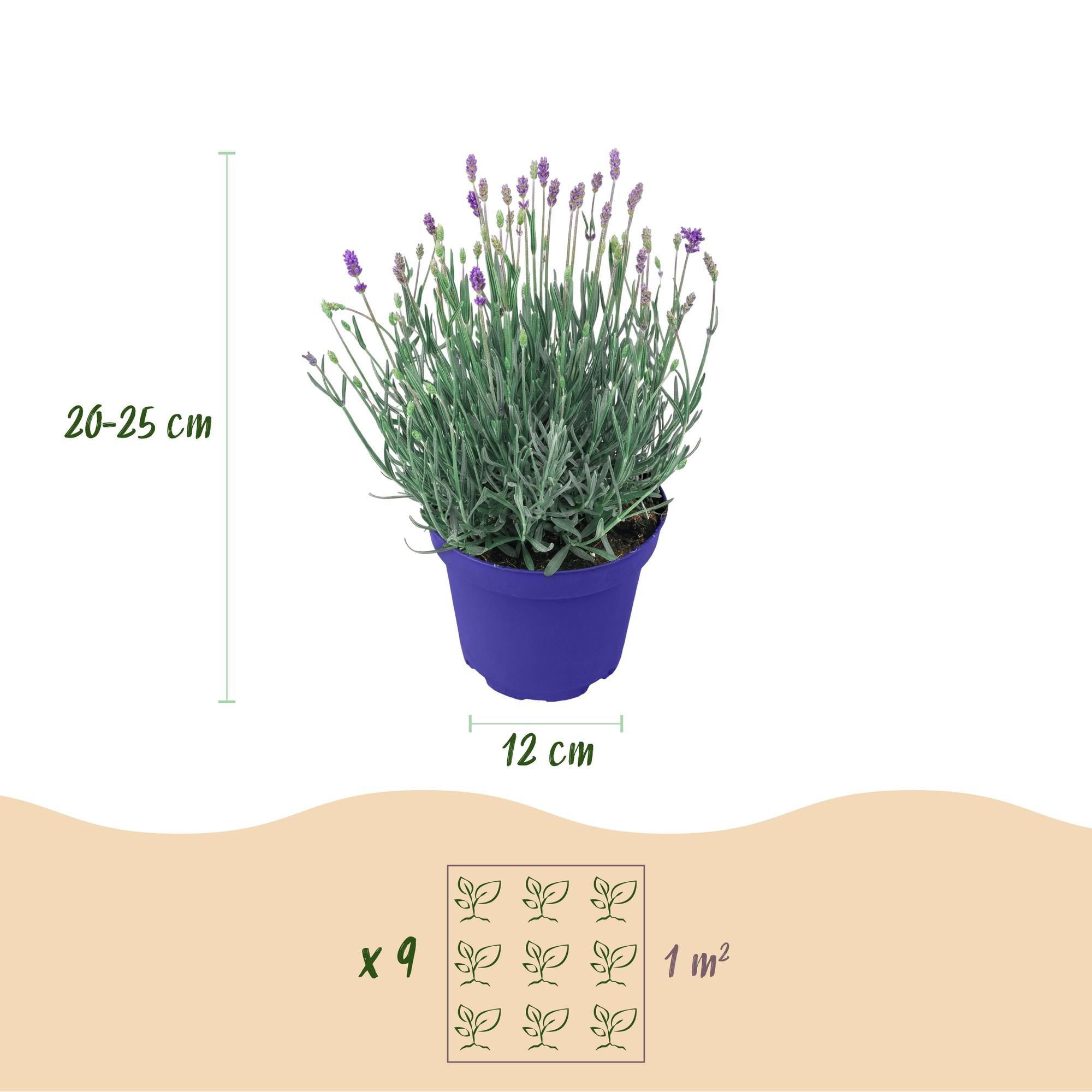 Lavandula angustifolia Hidcote - Lavendel - Winterhard - Paars - 18 Planten - Pot 12cm - Hoogte 20-25cm