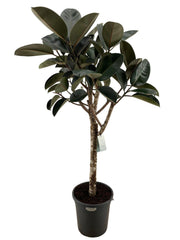 Ficus Elastica Burgundy - 180 cm