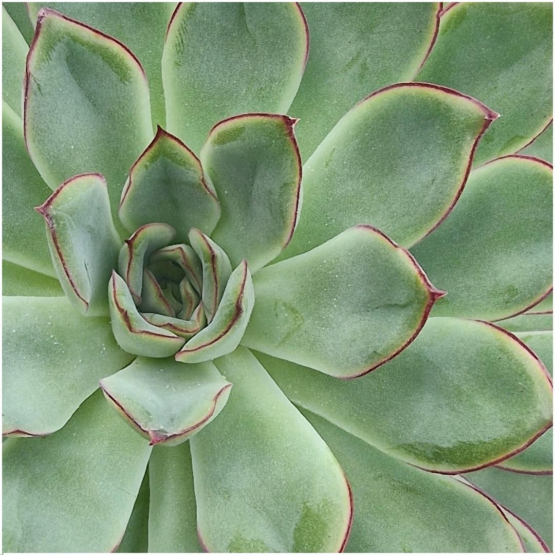 ROOTLESS Succulent Echeveria Pulidonis on Wall Decoration Stand Black Ø20 cm - ↕20 cm