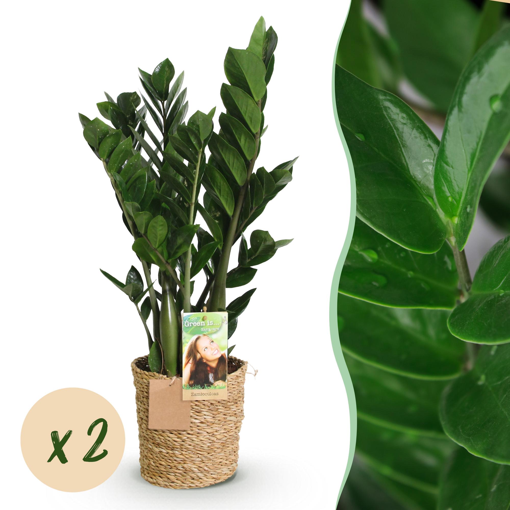Zamioculcas - ZZ-plant - met mand - Pot 17cm - Hoogte 65-75cm - 2x