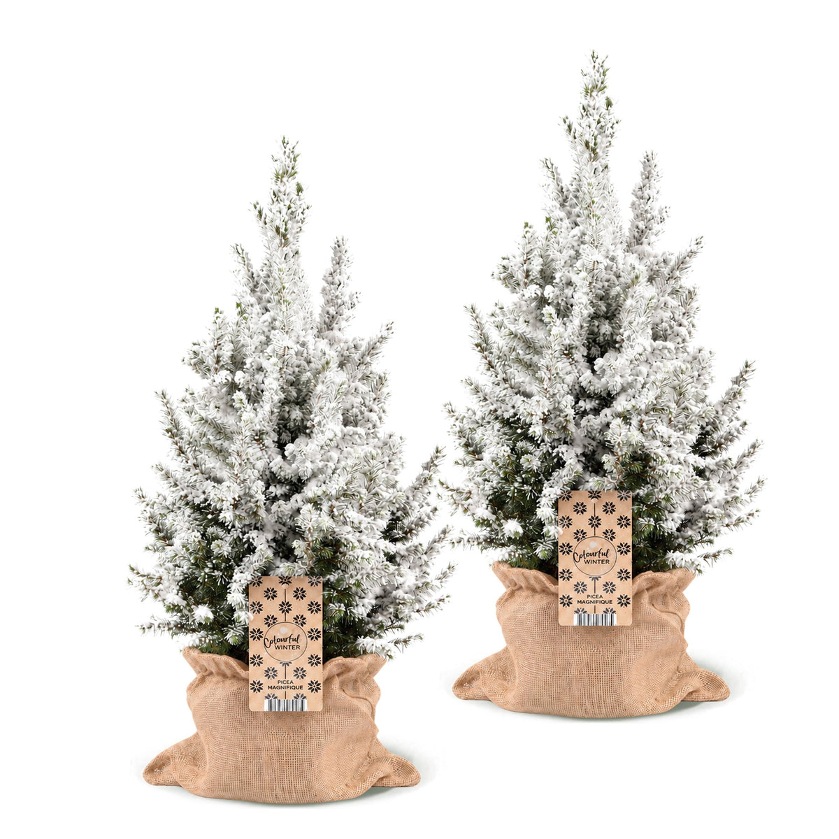 Picea glauca Conica - 2x Kegelspar - Groen - Wit - Kerstboom - incl. jute zak - Ø19cm - ↕65cm