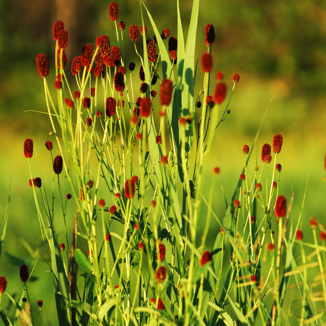 6x Sanguisorba o. 'Tanna' - ↕10-25cm - Ø9cm