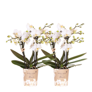 Kolibri Orchids | Combi Deal - 2 Witte Phalaenopsis Orchideeën Blossom Zurich - Ø9 cm