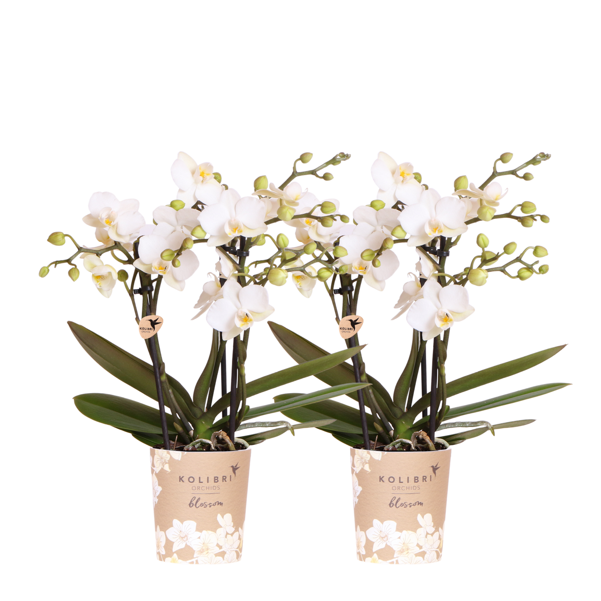 Kolibri Orchids | Combi Deal - 2 Witte Phalaenopsis Orchideeën Blossom Zurich - Ø9 cm