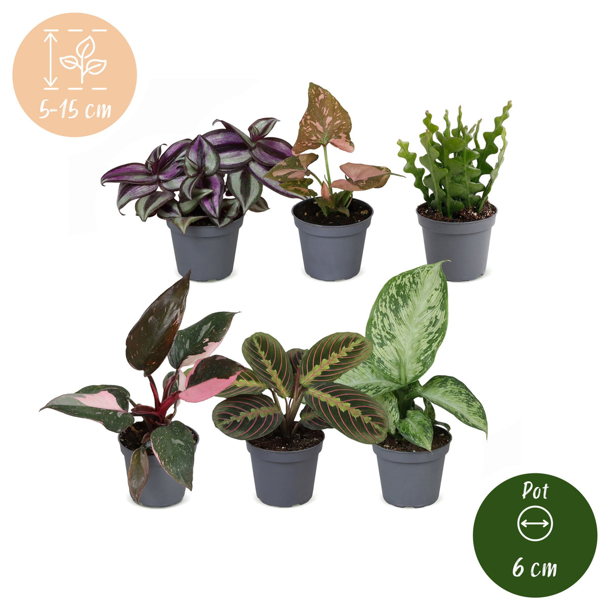 Baby Plants Surprise Box 6x - Verrassingsbox kleine planten - Diversen - Tropisch - Ø6cm - ↕5-15cm