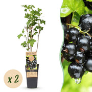 Ribes nigrum Ben Nevis - Bessenplant - Winterhard - Zwarte Bes - 2 Planten - Pot 15cm - Hoogte 50cm