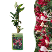 Lonicera per. 'Serotina' - Kamperfoelie 4x - Paars - Geel - Klimplant - Ø9cm - ↕35cm