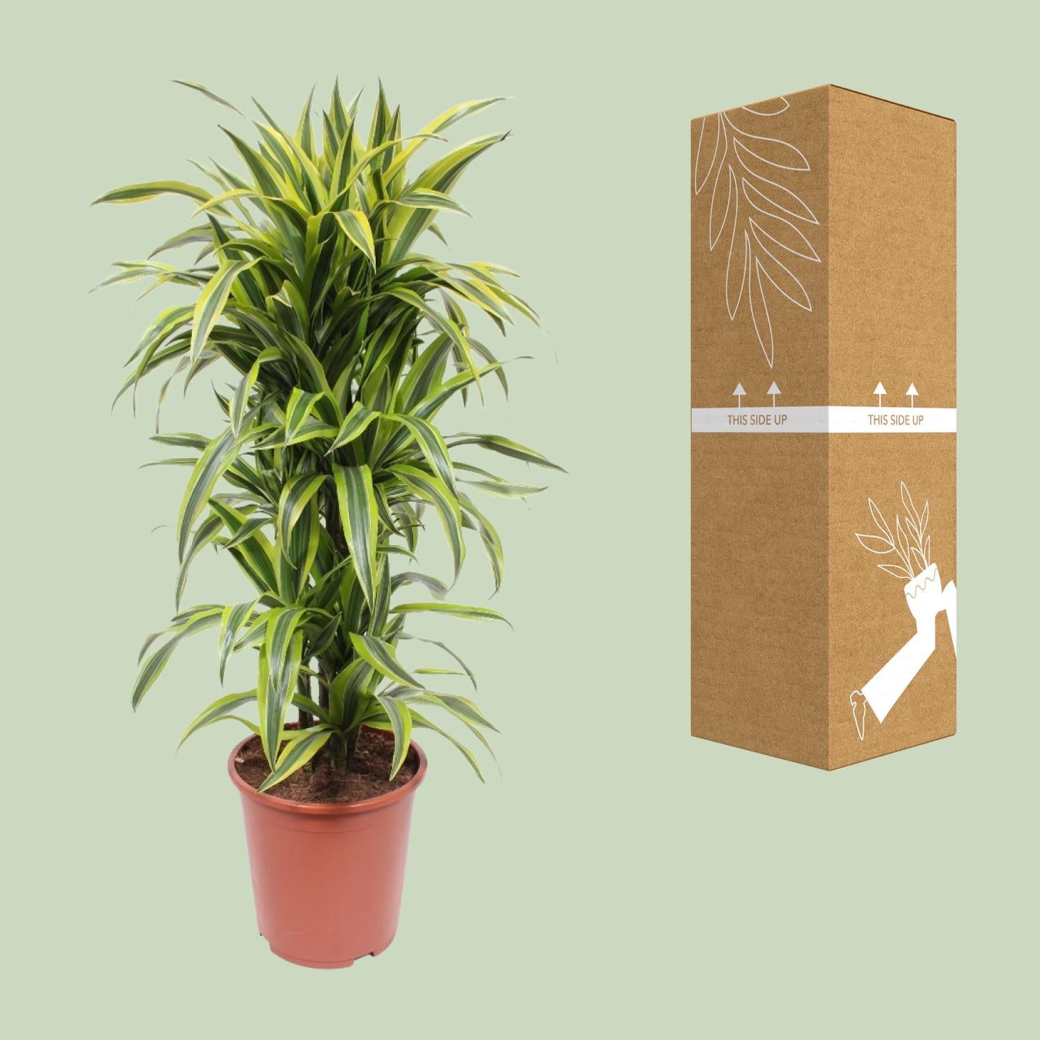 Dracaena Citron Vert - Ø27cm - ↕110cm
