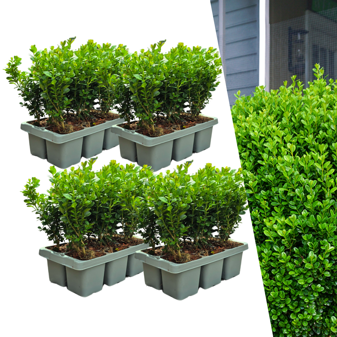 Lot de 4 x 6 plants de buis NewGen Freedom – Arbustes persistants rustiques 24 x Ø7 cm - ↕15 cm | Buis compact