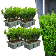 Lot de 4 x 6 plants de buis NewGen Freedom – Arbustes persistants rustiques 24 x Ø7 cm - ↕15 cm | Buis compact