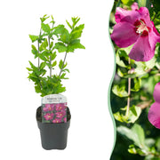 Green boutiQ – Sträucher – Hibiscus syriacus 'Woodbridge' – Blüte: Rosa – 1 Pflanze – Laubabwerfend – Pflegeleicht – Topf: 17 cm, Höhe: 45 cm