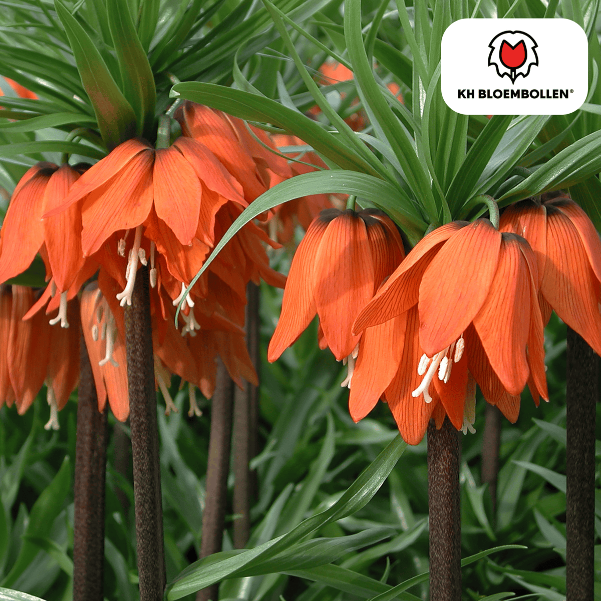 Fritillaria Imperial Crown Rubra rosso/arancione 5 pezzi