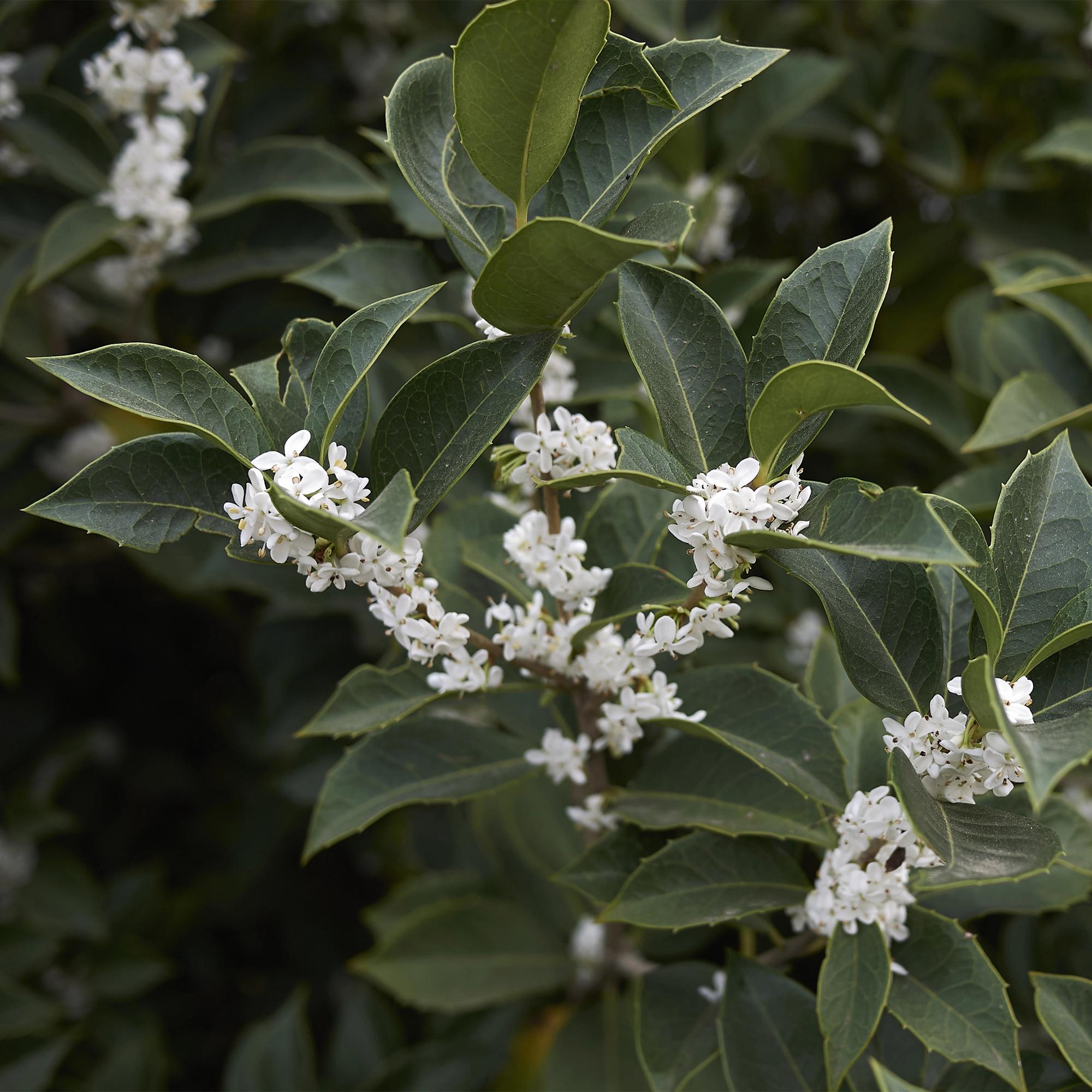 Osmathus burkwoodii - blad groen - 8 planten - 1 strekkende meter - groenblijvend - pot 9cm hoogte 25-30cm