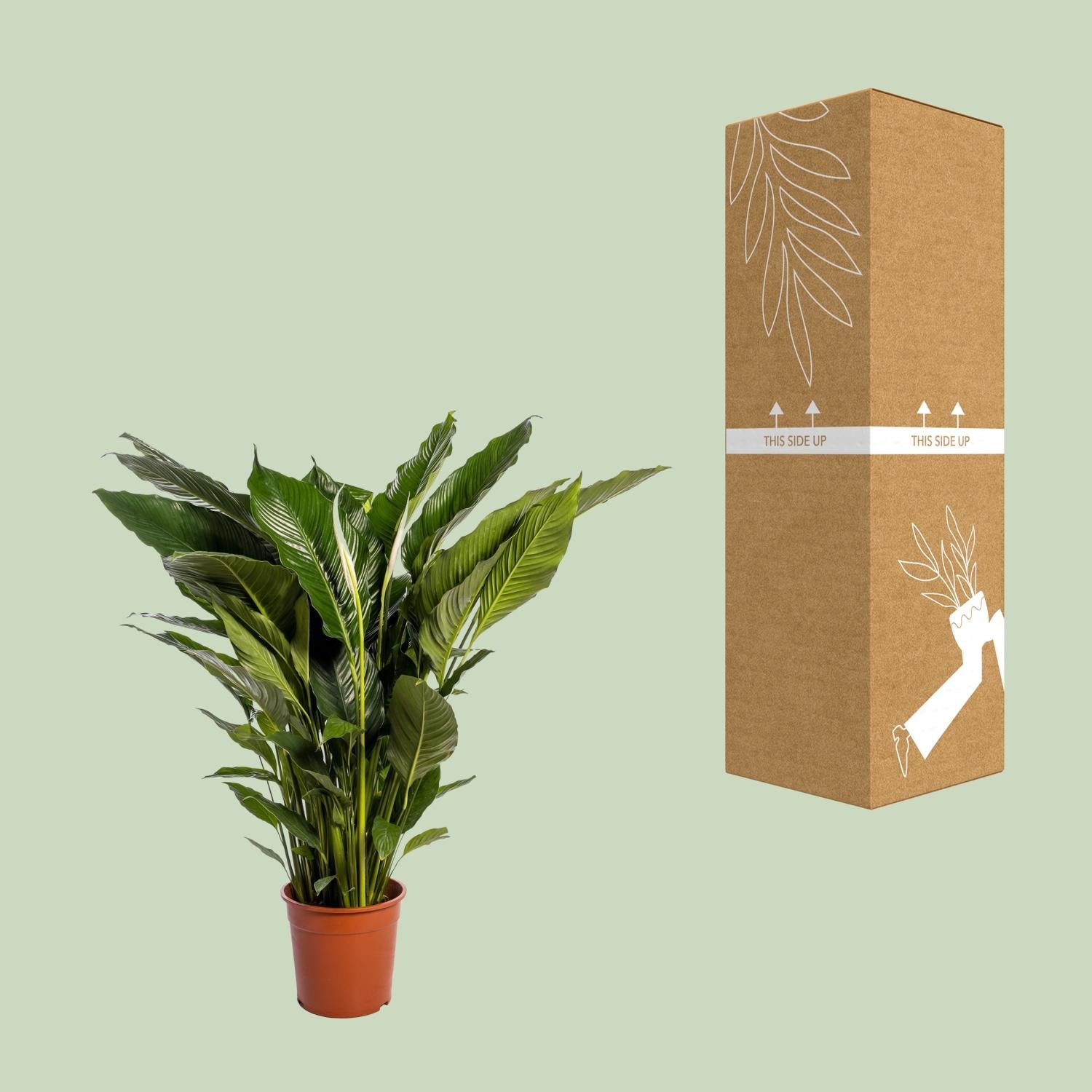 Spathiphyllum Dolce Sebastiano - Ø24cm - ↕110cm
