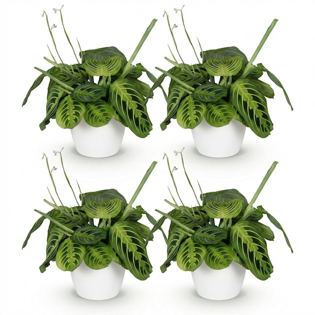 Maranta Fascinator Lemon Lime - Gebedsplant - 4 Planten - met Potter Wit - Pot 12cm - Hoogte 25cm