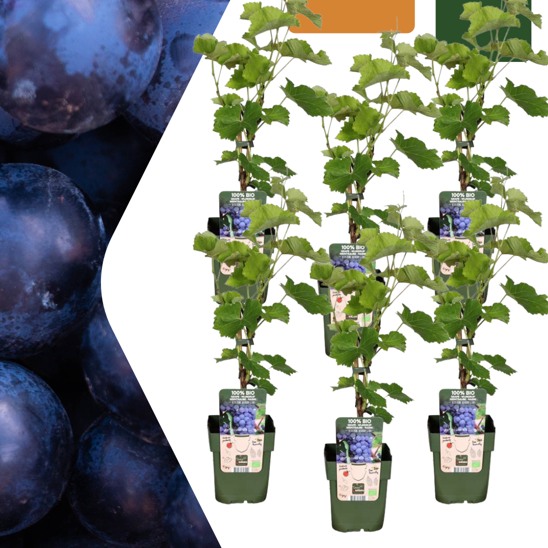 6 Bio-Rebpflanzen – Ø 13 cm – ↨ 20 cm