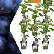 6 Bio-Rebpflanzen – Ø 13 cm – ↨ 20 cm