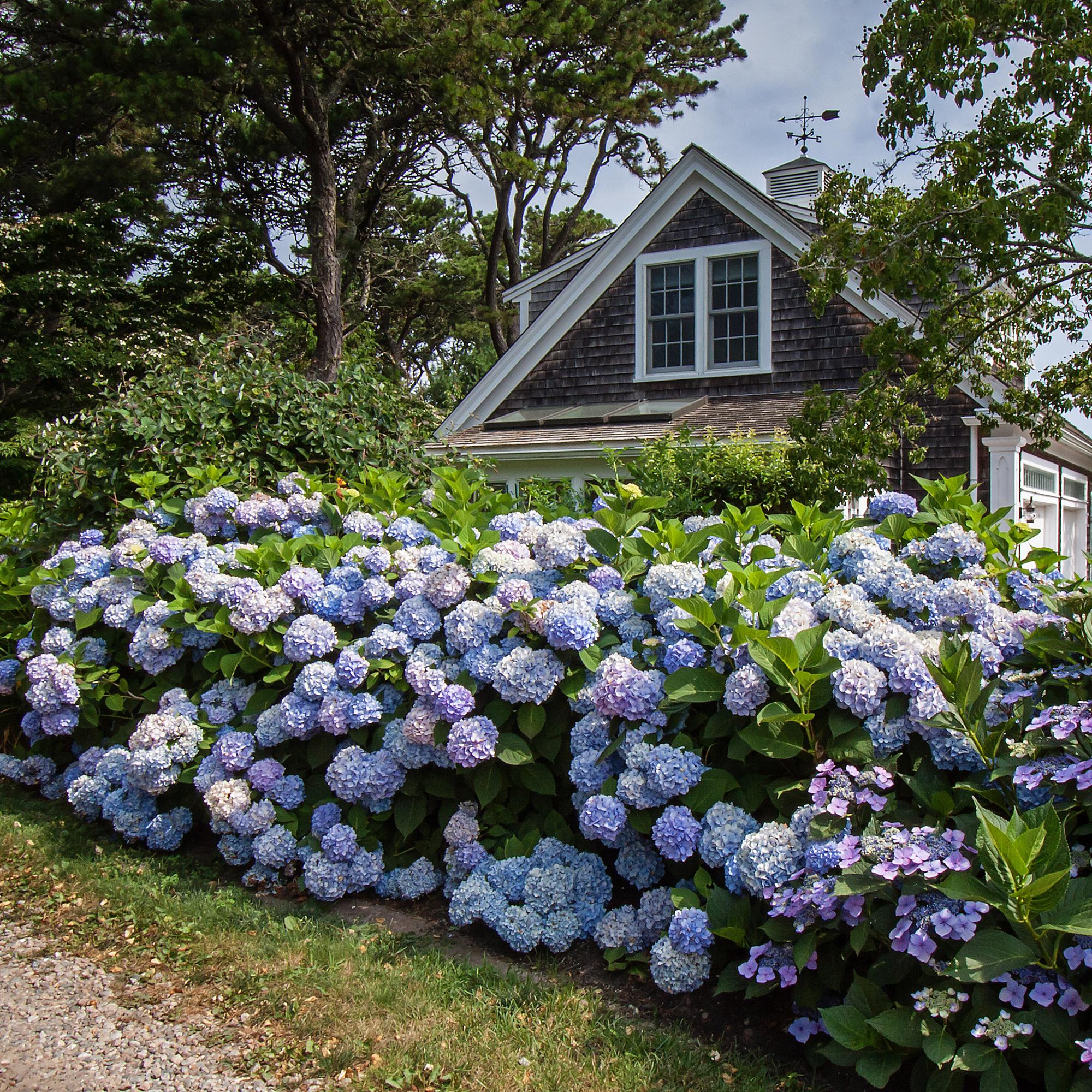 Hydrangea Endles Summer The Orginal Blue - Hortensia - Winterhard - Blauw - 2 Planten - Pot 14cm - Hoogte 20-25cm